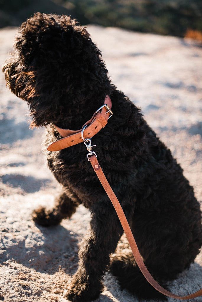 Leather Dog Leash - Moody's Leather Co. 